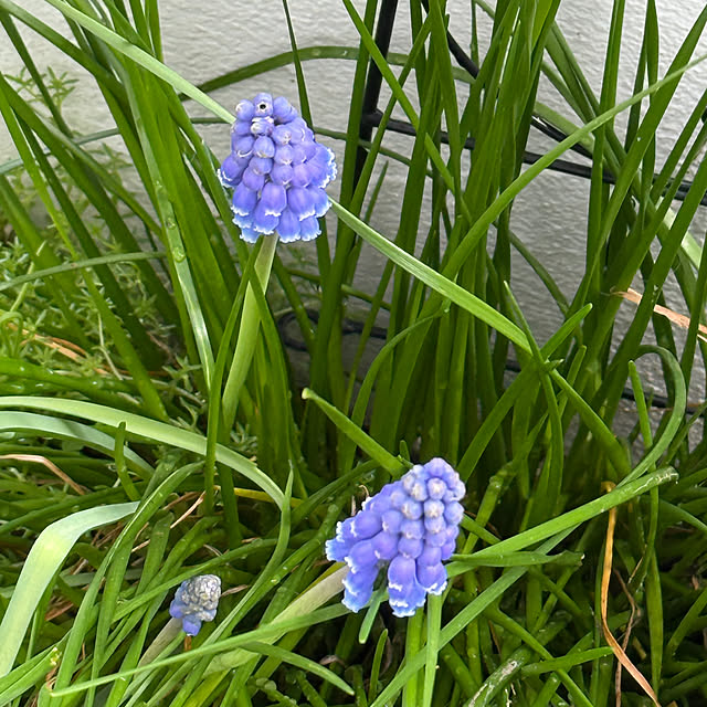 zuccoさんの実例写真