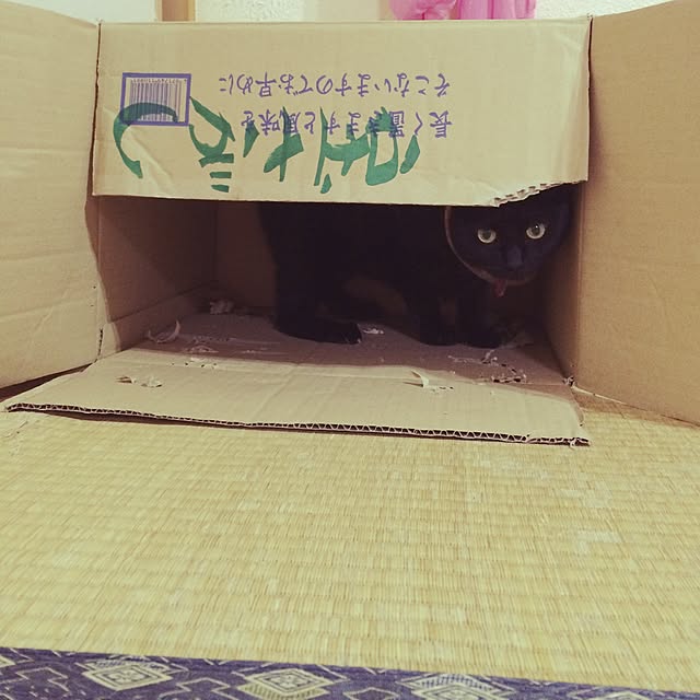 ARASHIさんの実例写真