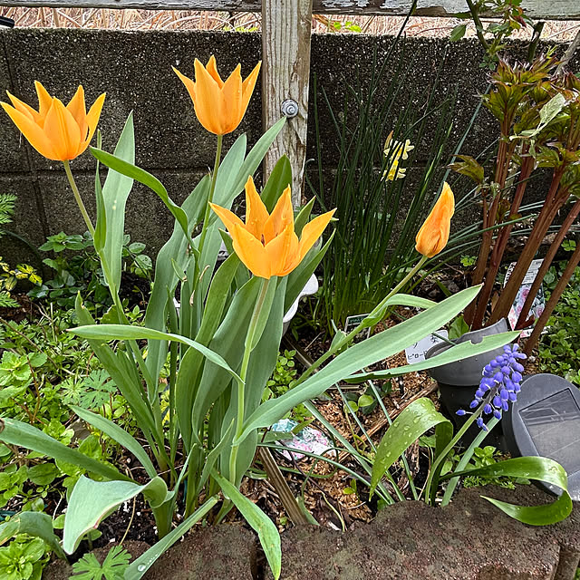 sukkorobiさんの部屋