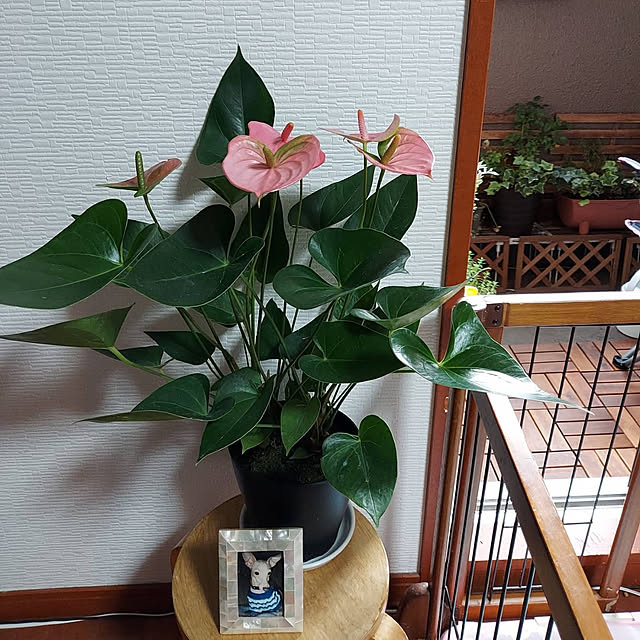 nobuさんの実例写真
