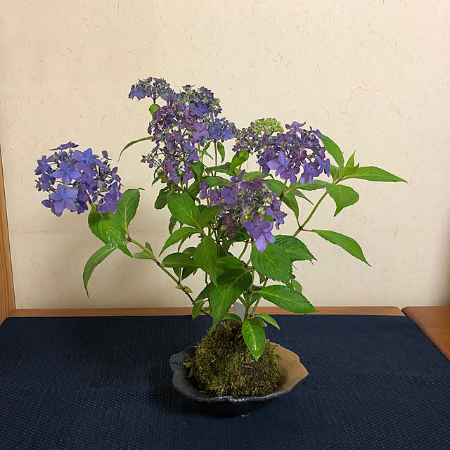 ikubooさんの部屋