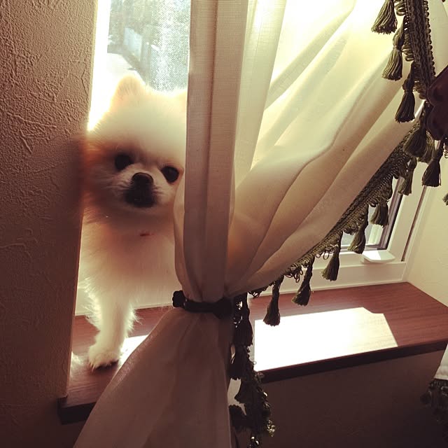 koyuさんの実例写真