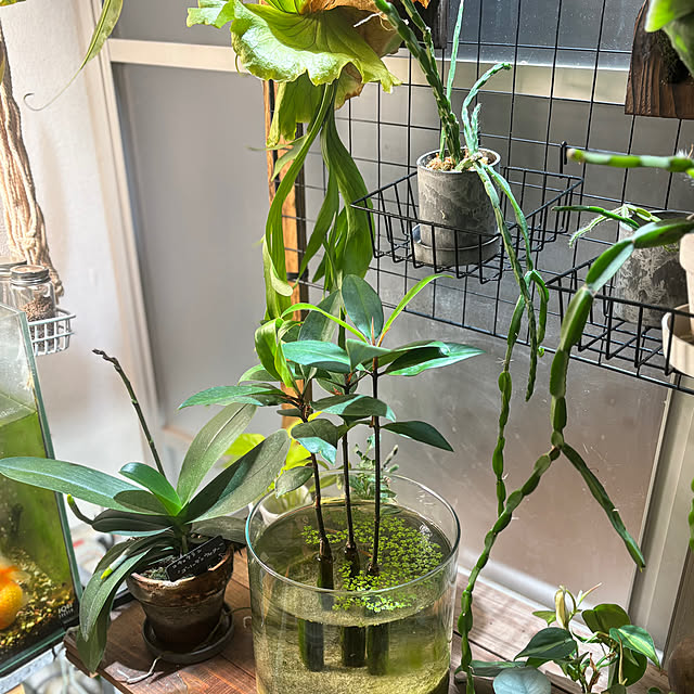 greycatsさんの部屋