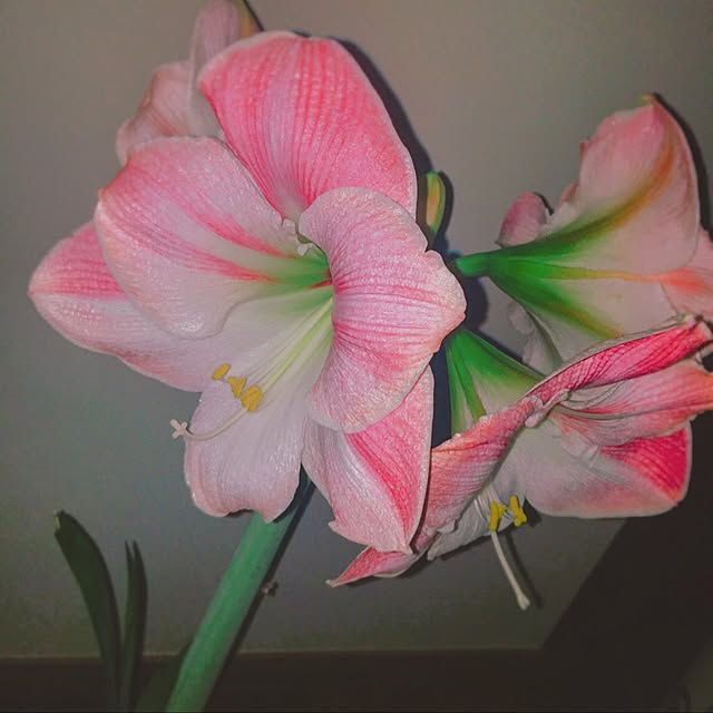 REE.mamaさんの実例写真