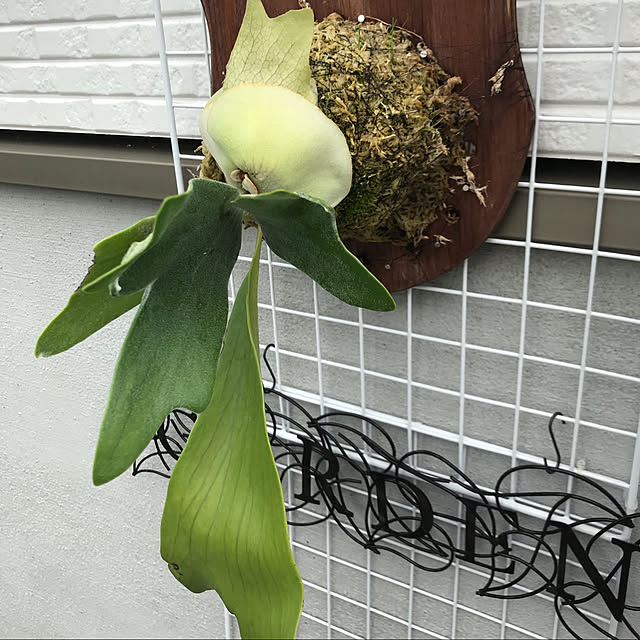 MIUさんの実例写真