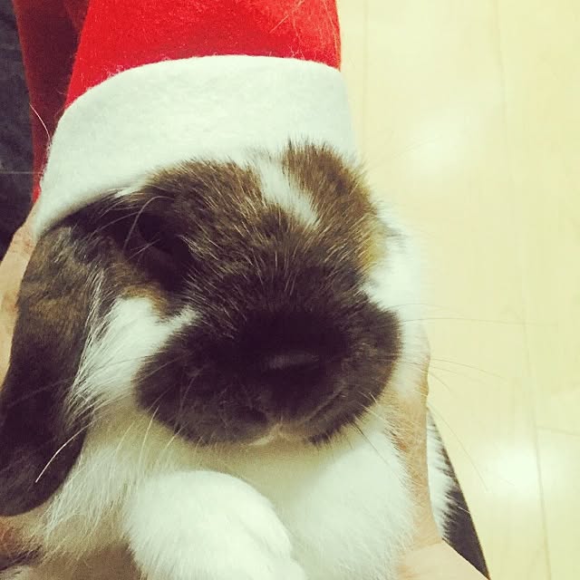 実例写真