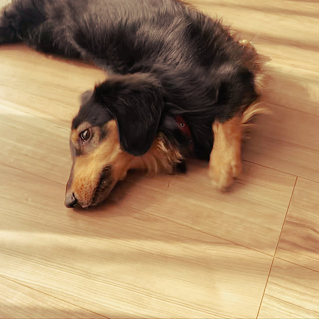 happy homeさんの実例写真
