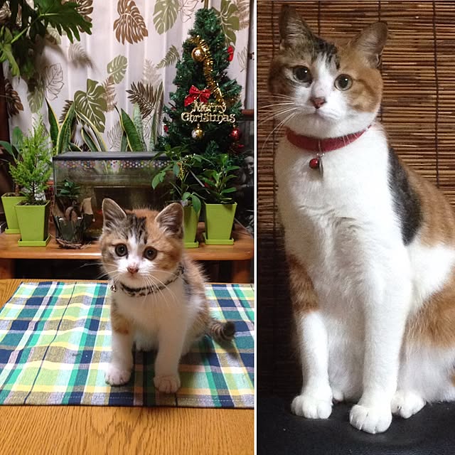shabiyさんの実例写真