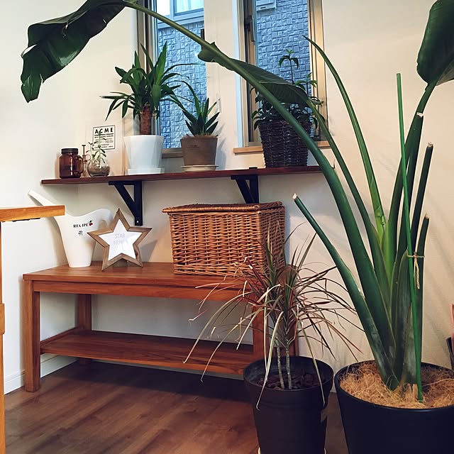 観葉植物/DIY/ナチュラル/IKEA/多肉植物...などのインテリア実例 - 2017-06-03 17:54:54