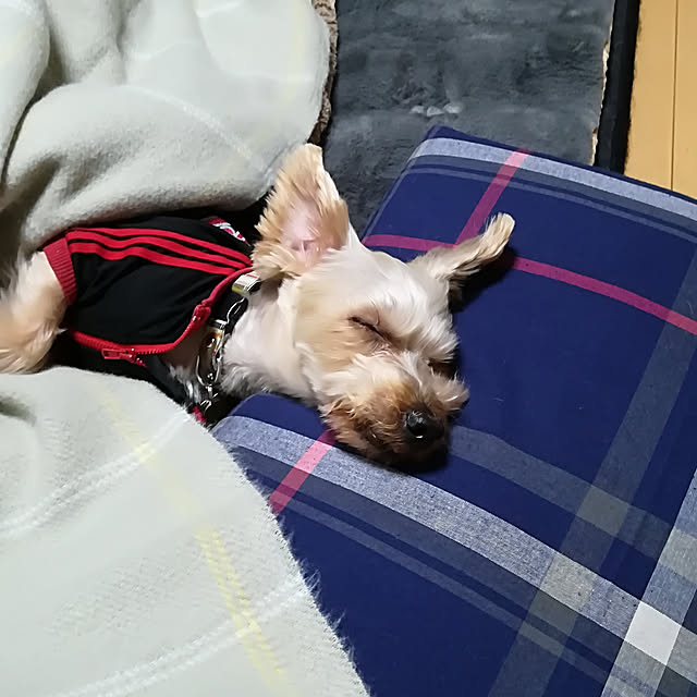 guriさんの実例写真