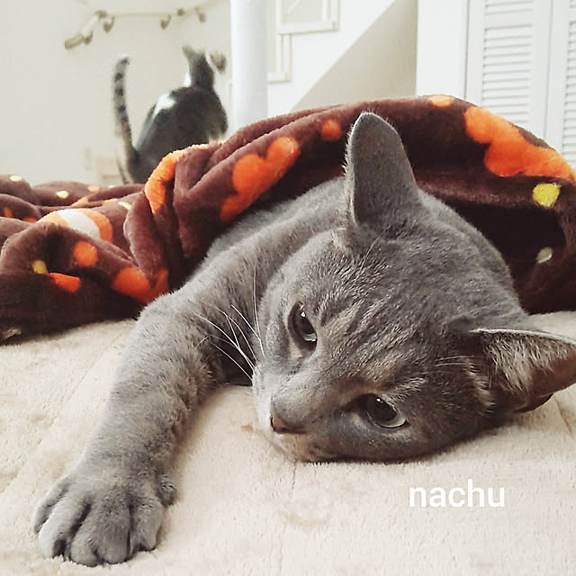 nachuさんの実例写真