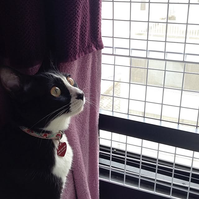 kimishigureさんの実例写真