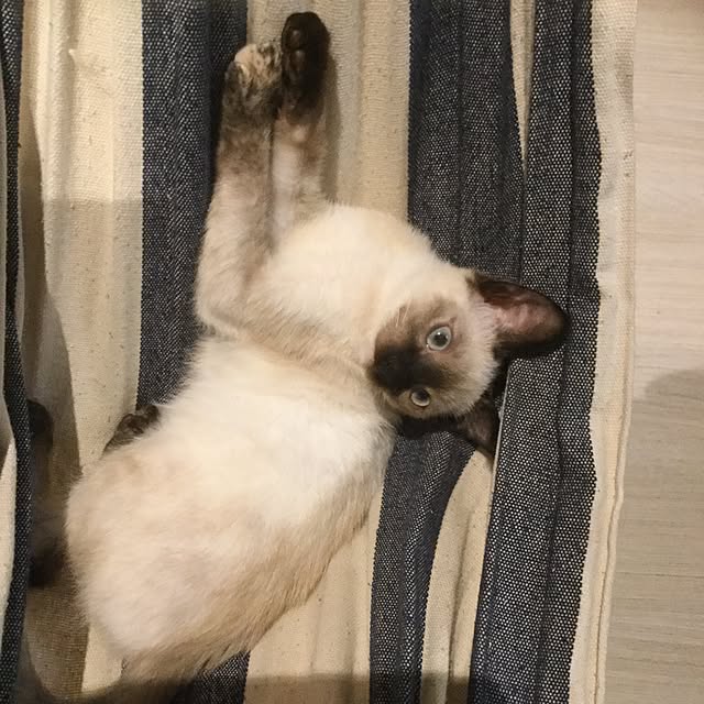 kikiさんの実例写真