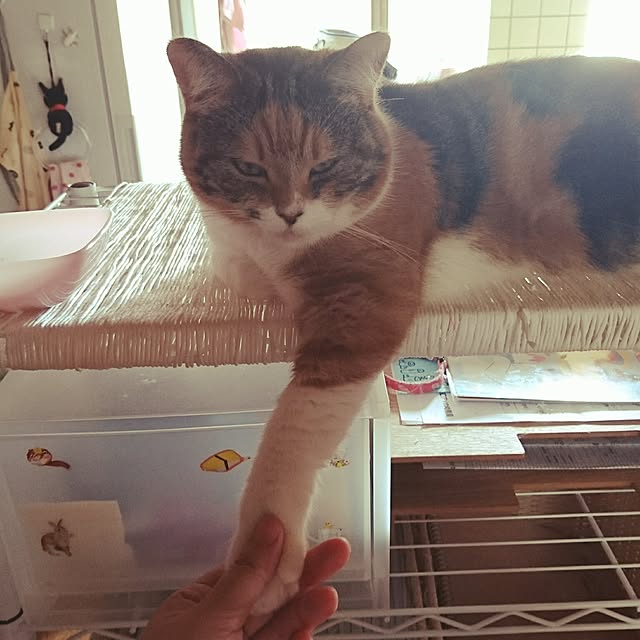 yukieさんの実例写真
