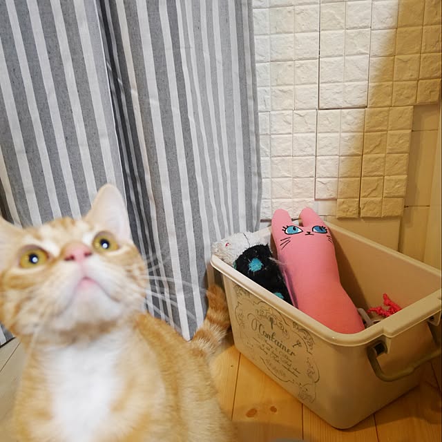 部屋全体/ねこのいる日常/ねこ部/DIYタイル/DIYのインテリア実例 - 2016-04-13 08:43:37