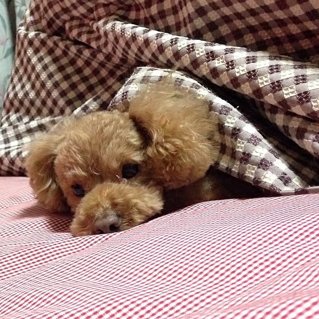 部屋全体のインテリア実例 - 2016-06-01 00:05:28