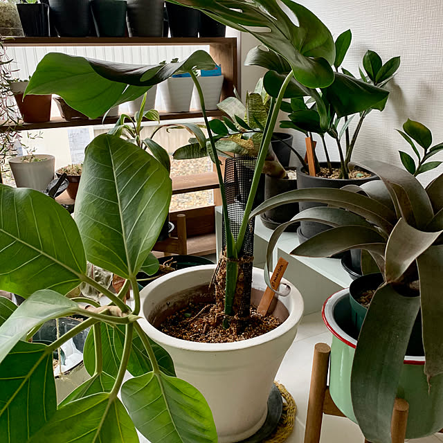 luluさんの部屋