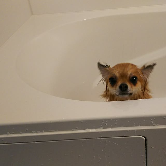 kojikojiさんの実例写真
