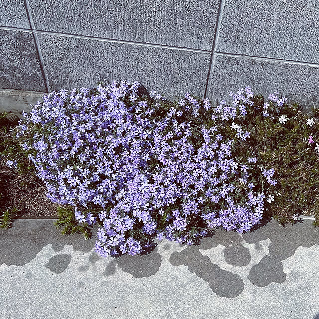 yukimidaifukuさんの実例写真