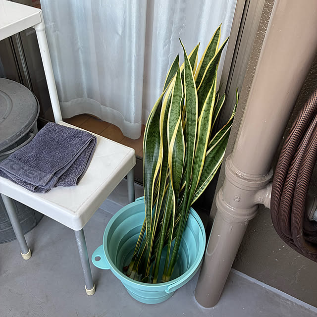 koshiregutyoさんの部屋