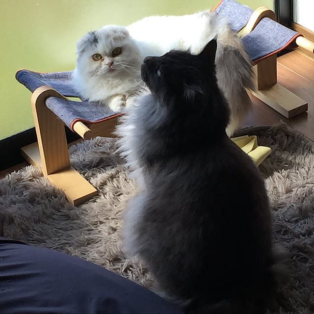 実例写真