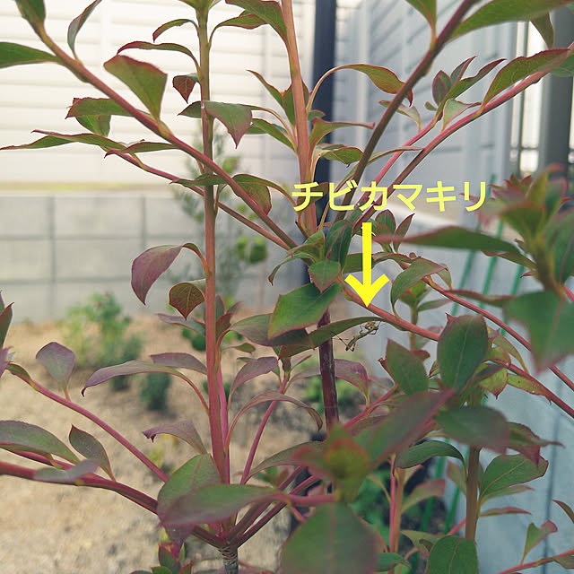 snowさんの実例写真
