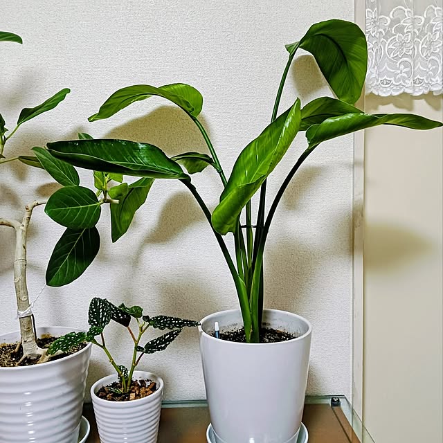 hanachanさんの部屋