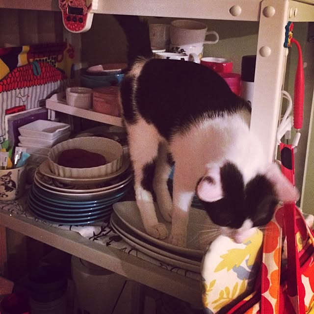 mihomihoさんの実例写真
