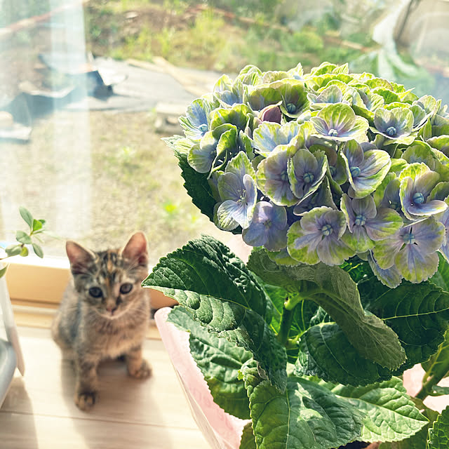 Kumiさんの実例写真