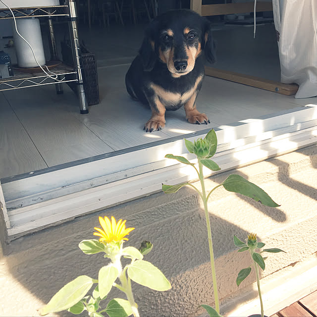 成長中/咲きました/ポロンのご飯埋めてみた/ハムスターと暮らす/夏休みの自由研究...などのインテリア実例 - 2019-09-27 13:11:19