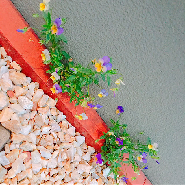 hashikaさんの実例写真
