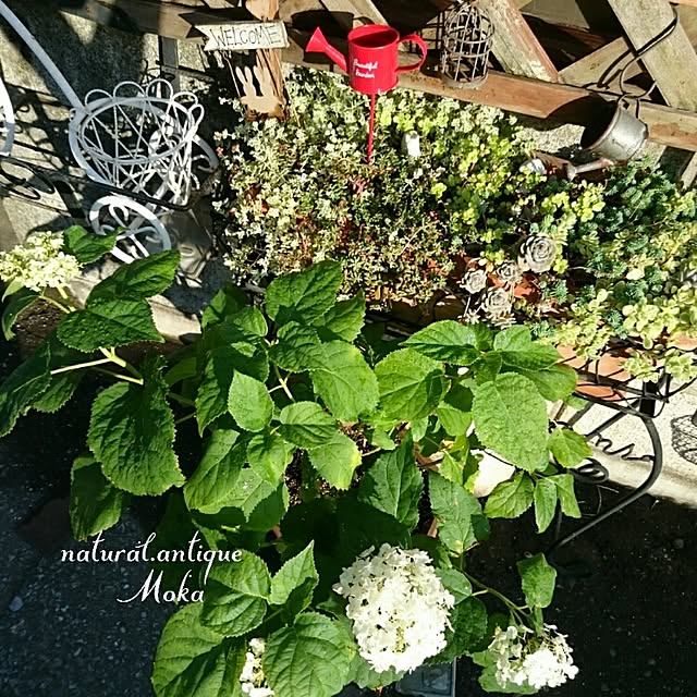 Mokaさんの実例写真