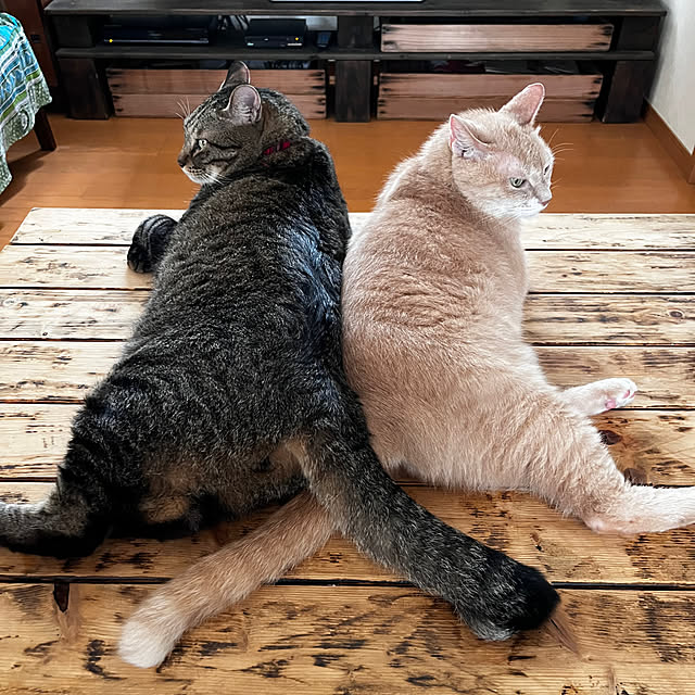 mikan161さんの実例写真