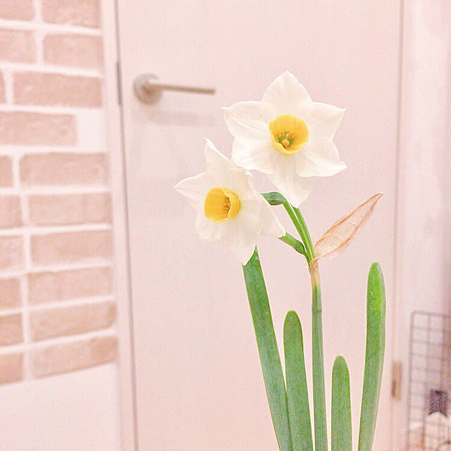 affyさんの実例写真
