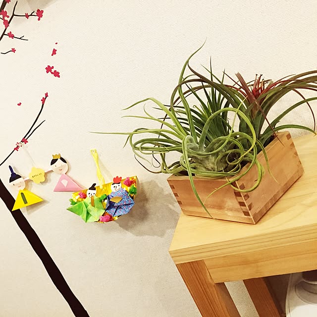 S-Tillandsiaさんの実例写真