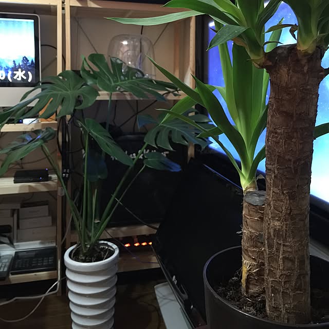 部屋全体/観葉植物のインテリア実例 - 2016-01-20 03:31:56