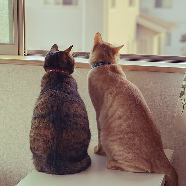 chiiさんの実例写真