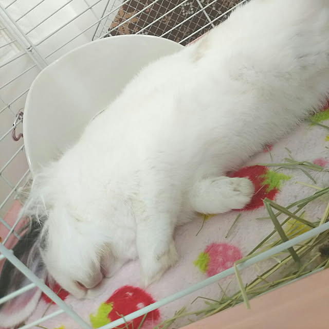 WASABIさんの実例写真