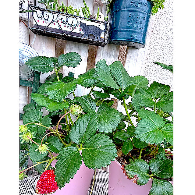 syutmmさんの実例写真