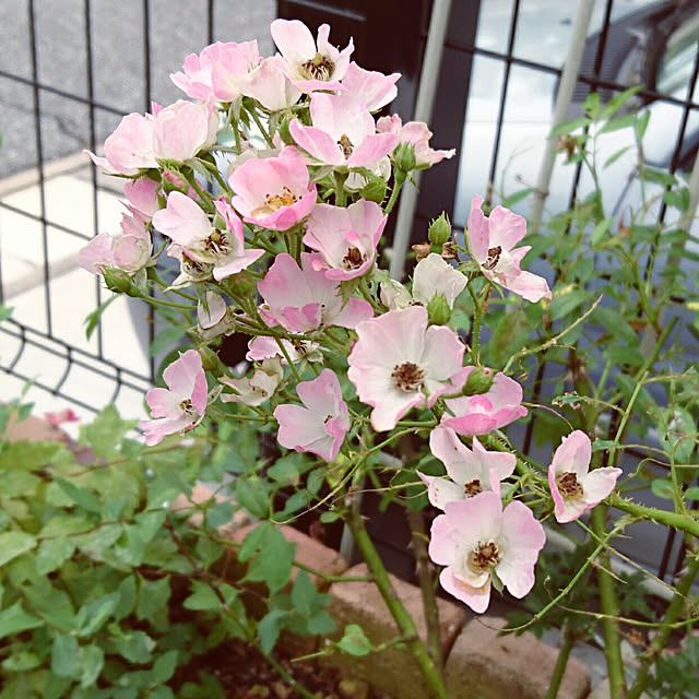 ronさんの実例写真