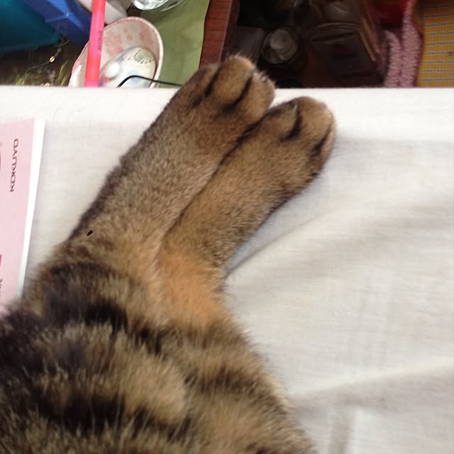 mayaさんの実例写真