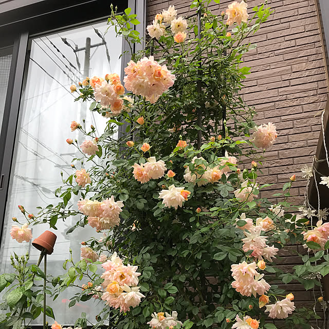 gin_mamaさんの実例写真