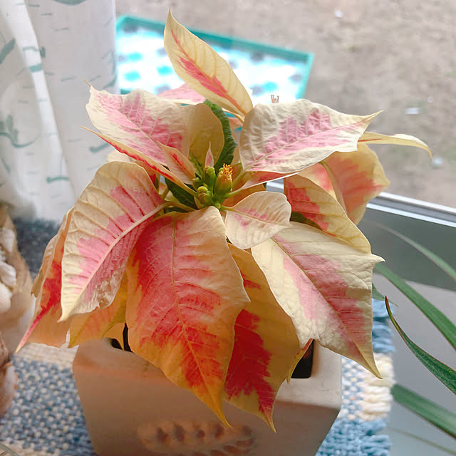 Malamaさんの部屋