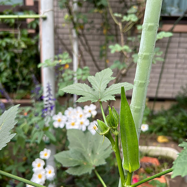 botanさんの部屋