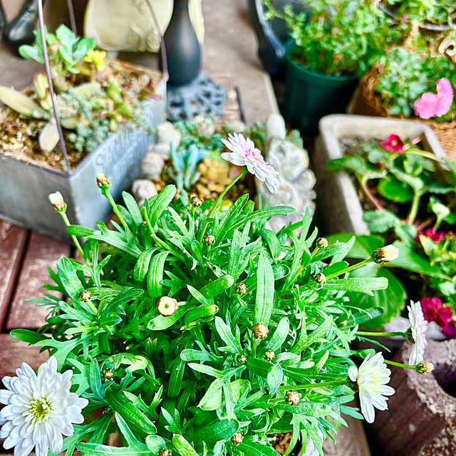 naokoさんの実例写真