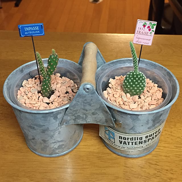 多肉植物のインテリア実例 - 2016-05-08 22:57:20