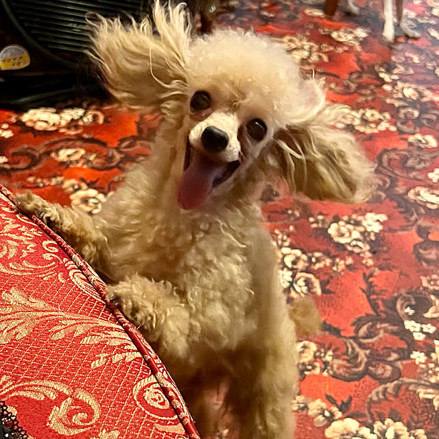 AYUKOさんの実例写真