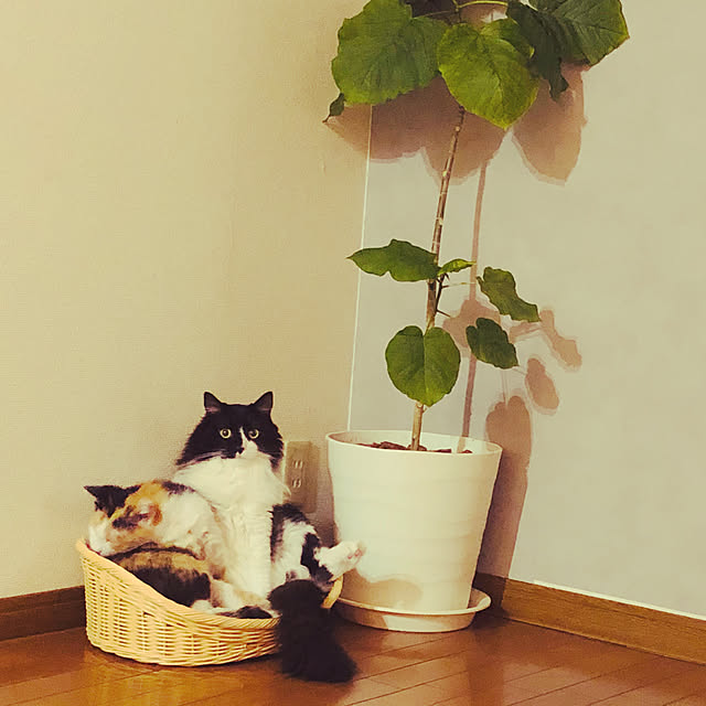 k.n_2258_m.pさんの実例写真