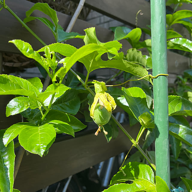 botanさんの部屋