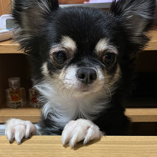 koroさんの実例写真